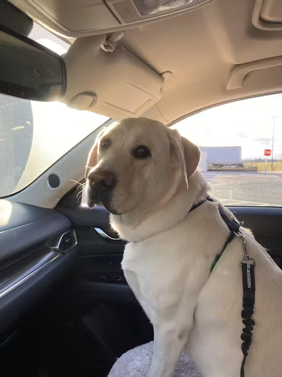 Harnais anti-traction pour chien