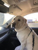 Harnais anti-traction pour chien
