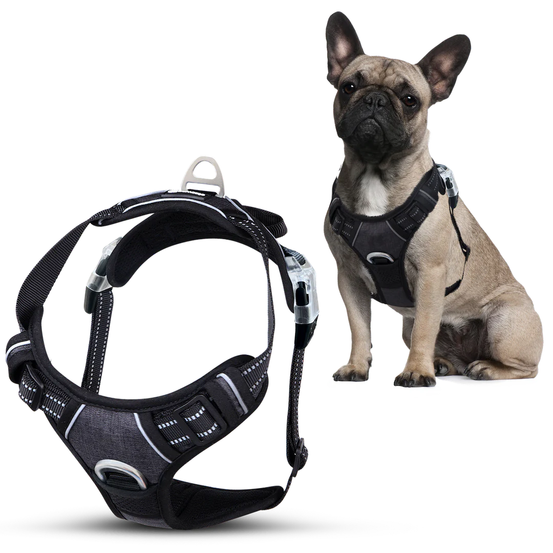 Harnais anti-traction pour chien