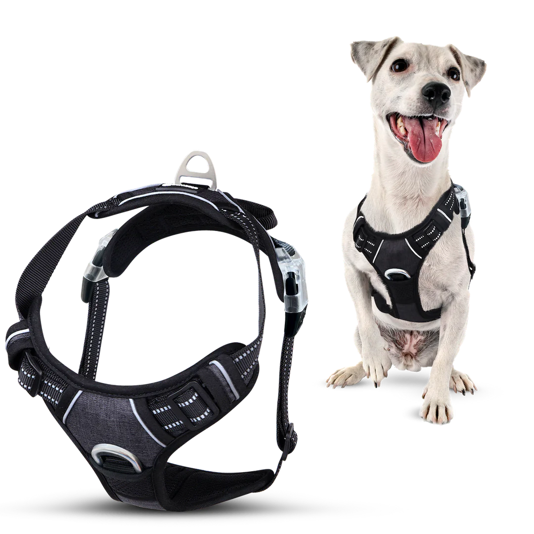 Harnais anti-traction pour chien