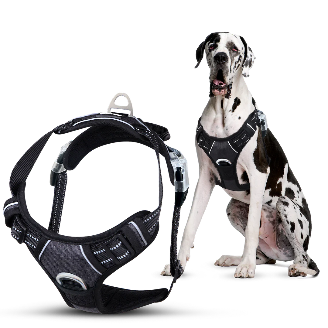 Harnais anti-traction pour chien