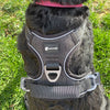 Harnais anti-traction pour chien