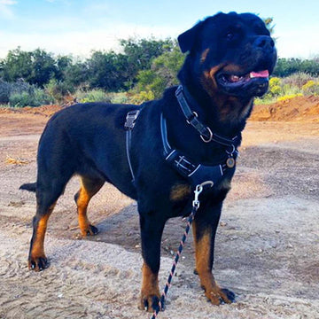 Harnais anti-traction pour chien