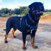 Harnais anti-traction pour chien