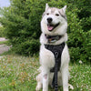 Harnais anti-traction pour chien